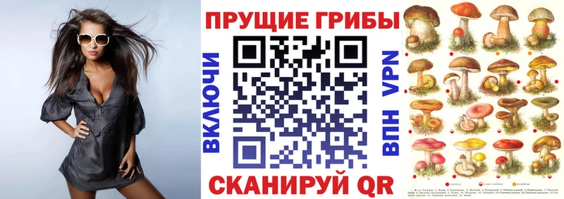 Псилоцибиновые грибы Psilocybine cubensis Подпорожье